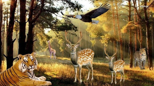 �ǳ�Ұ����¹ģ����