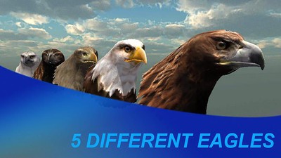 ��ӥ֮��ģ����2025