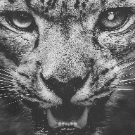 ѩ����������Avenger